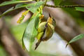 Ruby-cheeked Sunbird Chalcoparia singalensis interposita