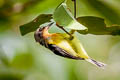 Ruby-cheeked Sunbird Chalcoparia singalensis interposita