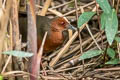 Ruddy-breasted Crake Zapornia fusca fusca