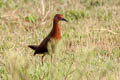 Ruddy-breasted Crake Zapornia fusca fusca