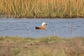 Ruddy Shelduck Tadorna ferruginea