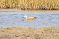 Ruddy Shelduck Tadorna ferruginea