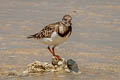 Ruddy Turnstone Arenaria interpres interpres
