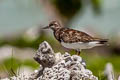 Ruddy Turnstone Arenaria interpres interpres