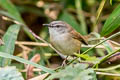 Rufescent Prinia Prinia rufescens beavani