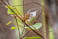 Rufescent Prinia Prinia rufescens beavani