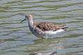 Ruff Calidris pugnax