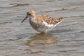 Ruff Calidris pugnax