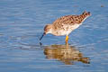 Ruff Calidris pugnax