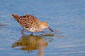 Ruff Calidris pugnax