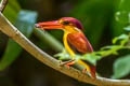 Rufous-backed Dwarf Kingfisher Ceyx rufidorsa rufidorsa