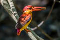 Rufous-backed Dwarf Kingfisher Ceyx rufidorsa rufidorsa