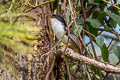 Rufous-backed Sibia Leioptila annectens mixta