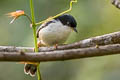 Rufous-backed Sibia Leioptila annectens mixta