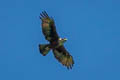 Rufous-bellied Eagle Lophotriorchis kienerii formosus