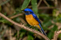 Rufous-bellied Niltava Niltava sundara demotata