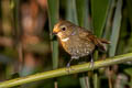 Rufous-bellied Niltava Niltava sundara demotata