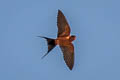 Rufous-bellied Swallow Cecropis badia