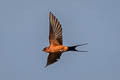 Rufous-bellied Swallow Cecropis badia