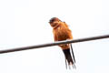 Rufous-bellied Swallow Cecropis badia