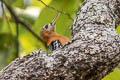 Rufous-bellied Woodpecker Dendrocopos hyperythrus hyperythrus