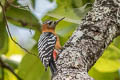 Rufous-bellied Woodpecker Dendrocopos hyperythrus hyperythrus