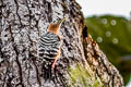 Rufous-bellied Woodpecker Dendrocopos hyperythrus hyperythrus