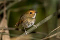 Rufous-browed Flycatcher Anthipes solitaris submonileger