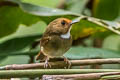 Rufous-browed Flycatcher Anthipes solitaris submonileger