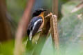 Rufous-chested Flycatcher Ficedula dumetoria muelleri