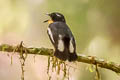 Rufous-chested Flycatcher Ficedula dumetoria muelleri