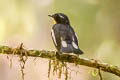 Rufous-chested Flycatcher Ficedula dumetoria muelleri