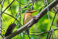 Rufous-collared Kingfisher Actenoides concretus concretus