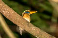 Rufous-collared Kingfisher Actenoides concretus concretus