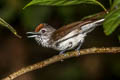 Rufous-crowned Babbler Malacopteron magnum magnum