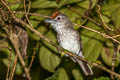 Rufous-crowned Babbler Malacopteron magnum magnum