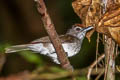 Rufous-crowned Babbler Malacopteron magnum magnum