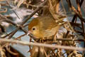 Rufous-fronted Babbler Cyanoderma rufifrons rufifrons