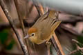 Rufous-fronted Babbler Cyanoderma rufifrons rufifrons