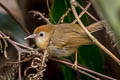 Rufous-fronted Babbler Cyanoderma rufifrons rufifrons