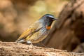 Rufous-gorgeted Flycatcher Ficedula strophiata strophiata