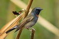 Rufous-gorgeted Flycatcher Ficedula strophiata strophiata