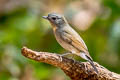 Rufous-gorgeted Flycatcher Ficedula strophiata strophiata