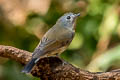 Rufous-gorgeted Flycatcher Ficedula strophiata strophiata