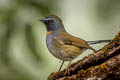 Rufous-gorgeted Flycatcher Ficedula strophiata strophiata