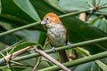 Rufous-headed Parrotbill Paradoxornis bakeri bakeri