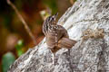 Rufous Limestone Babbler Gypsophila calcicola