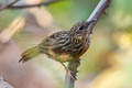 Rufous Limestone Babbler Gypsophila calcicola