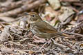 Rufous-tailed Robin Larvivora sibilans