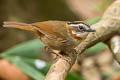 Rufous-throated Fulvetta Schoeniparus rufogularis major